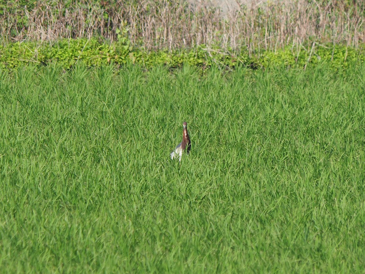 Chinese Pond-Heron - ML228554741