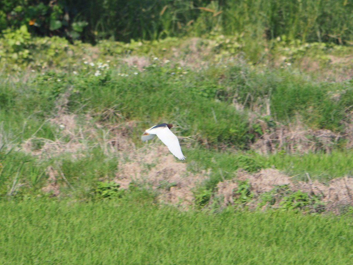 Chinese Pond-Heron - 佳容 吳