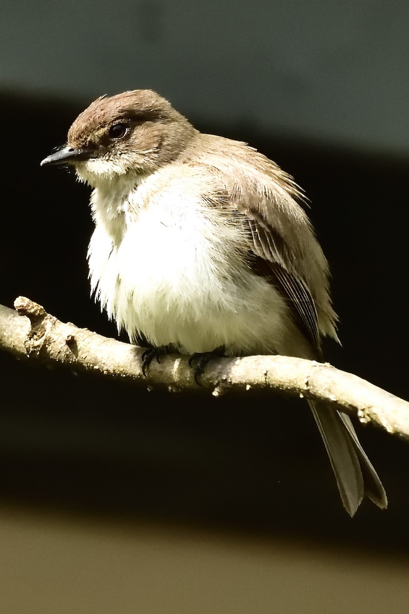 Eastern Phoebe - ML228555831