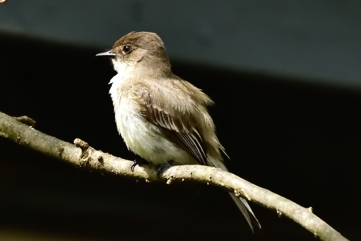 Eastern Phoebe - ML228555851
