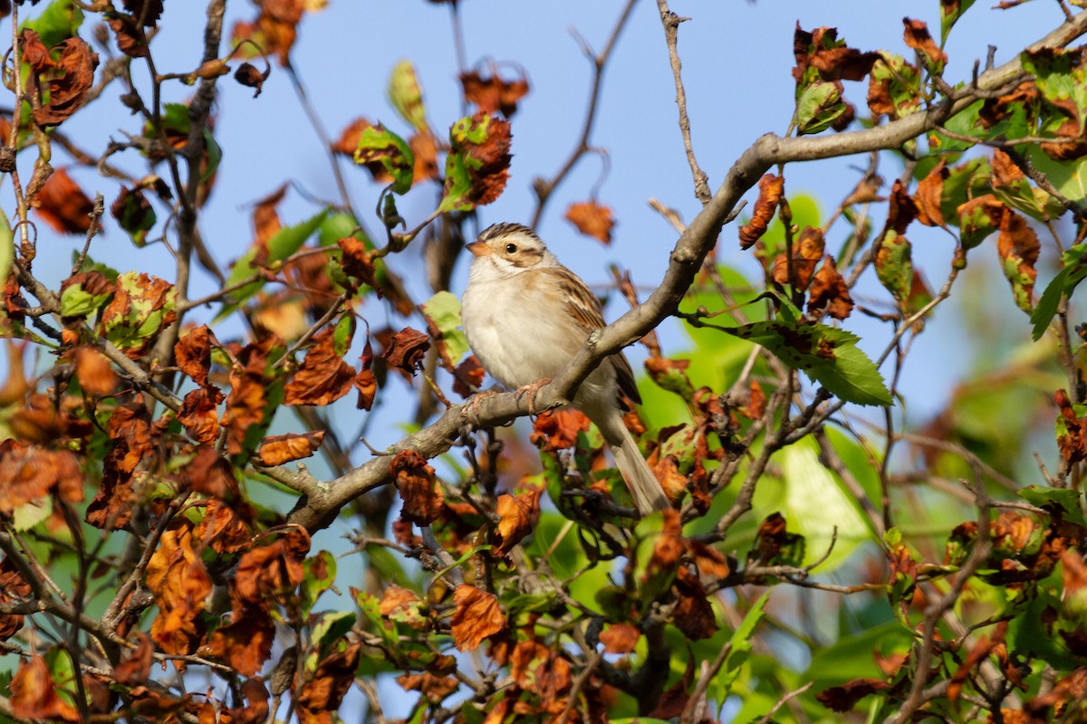 Clay-colored Sparrow - ML228556271