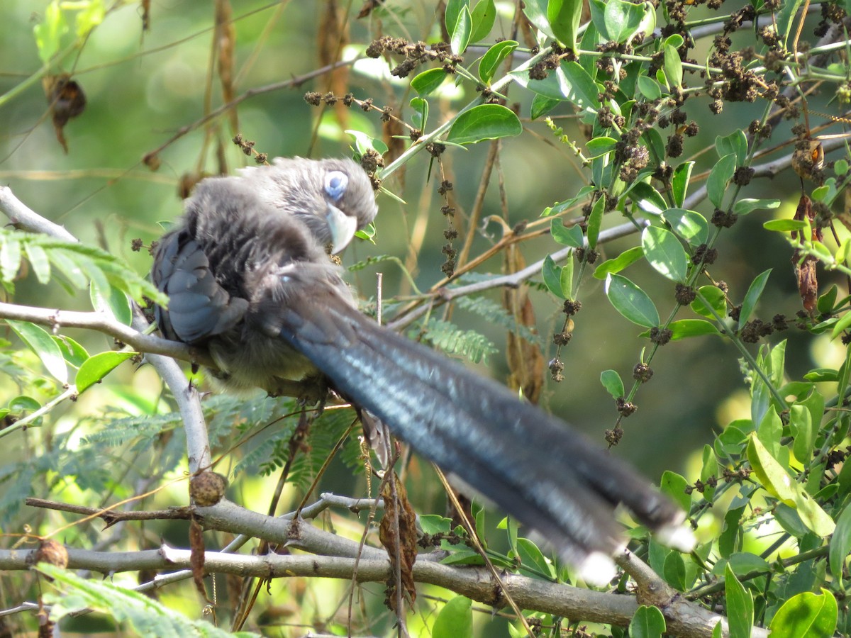 Blue-faced Malkoha - ML228556481