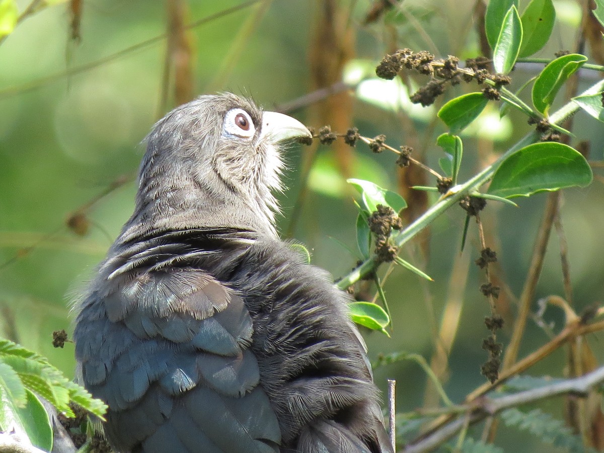 Blue-faced Malkoha - ML228556791