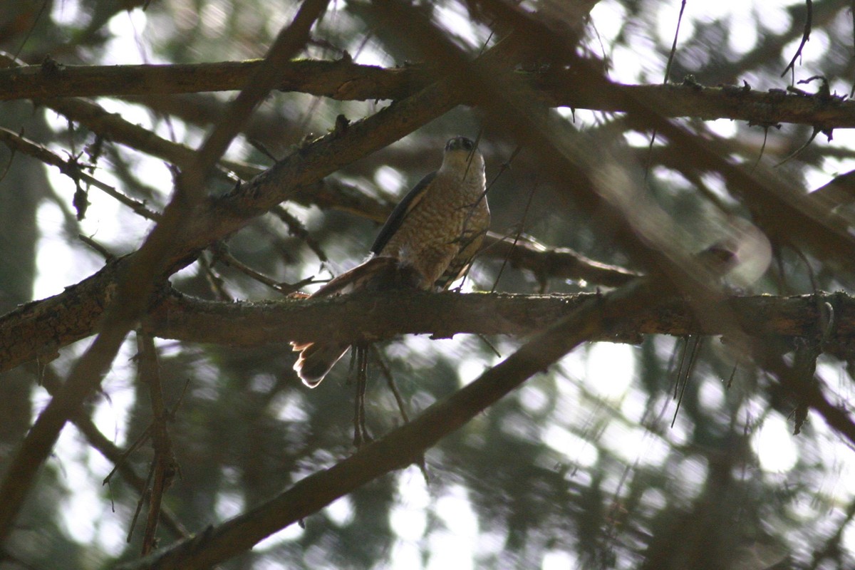 Sharp-shinned Hawk - ML228557041