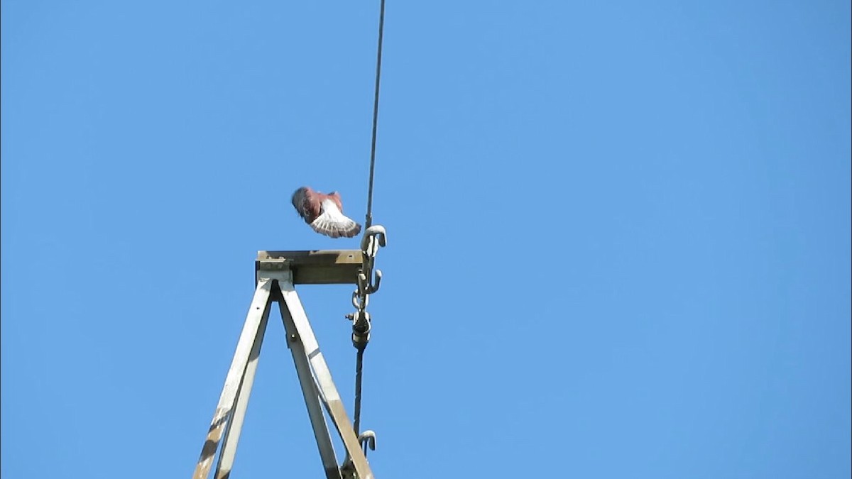 Paloma de Guinea - ML228559071