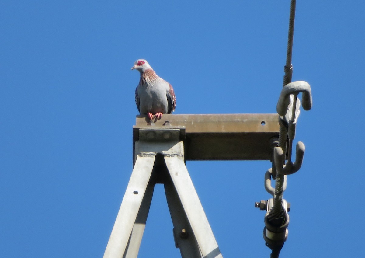 Paloma de Guinea - ML228559101