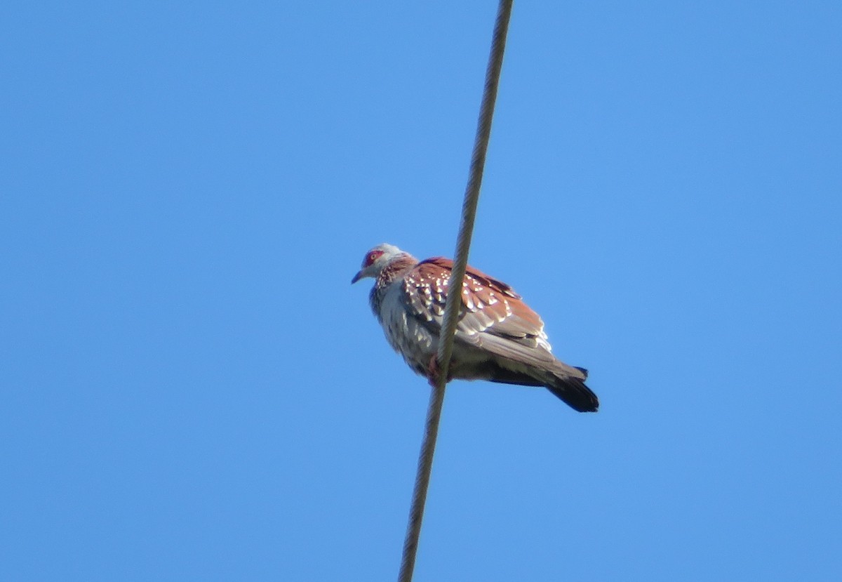 Paloma de Guinea - ML228559121