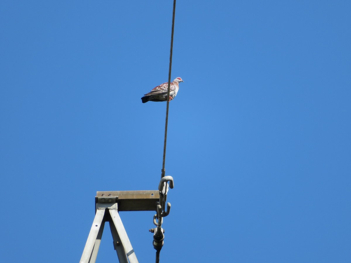 Paloma de Guinea - ML228559131