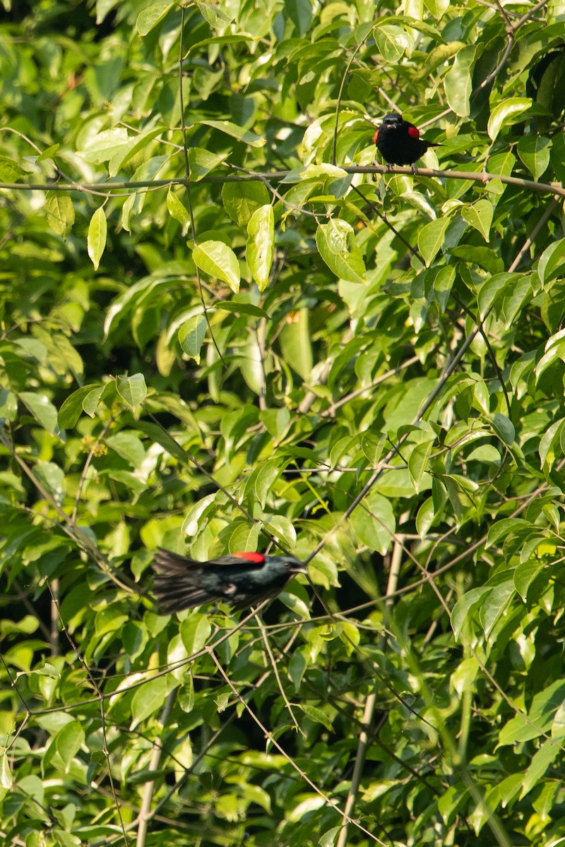 Red-shouldered Cuckooshrike - ML228559411