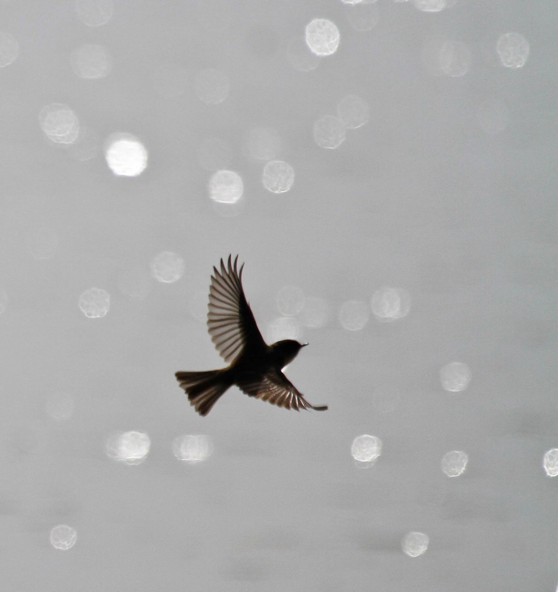 Eastern Phoebe - ML228560241