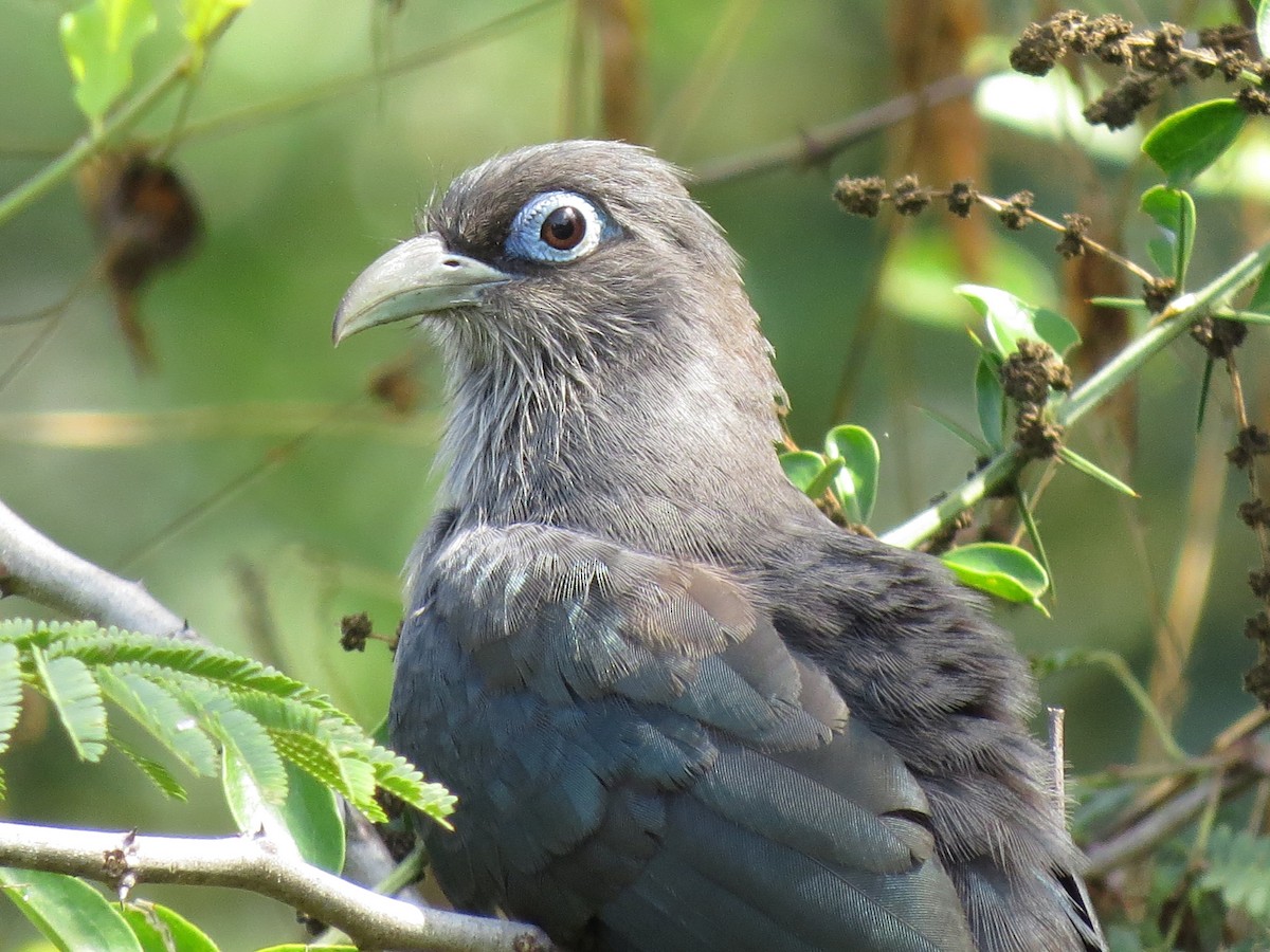 Blue-faced Malkoha - ML228560261