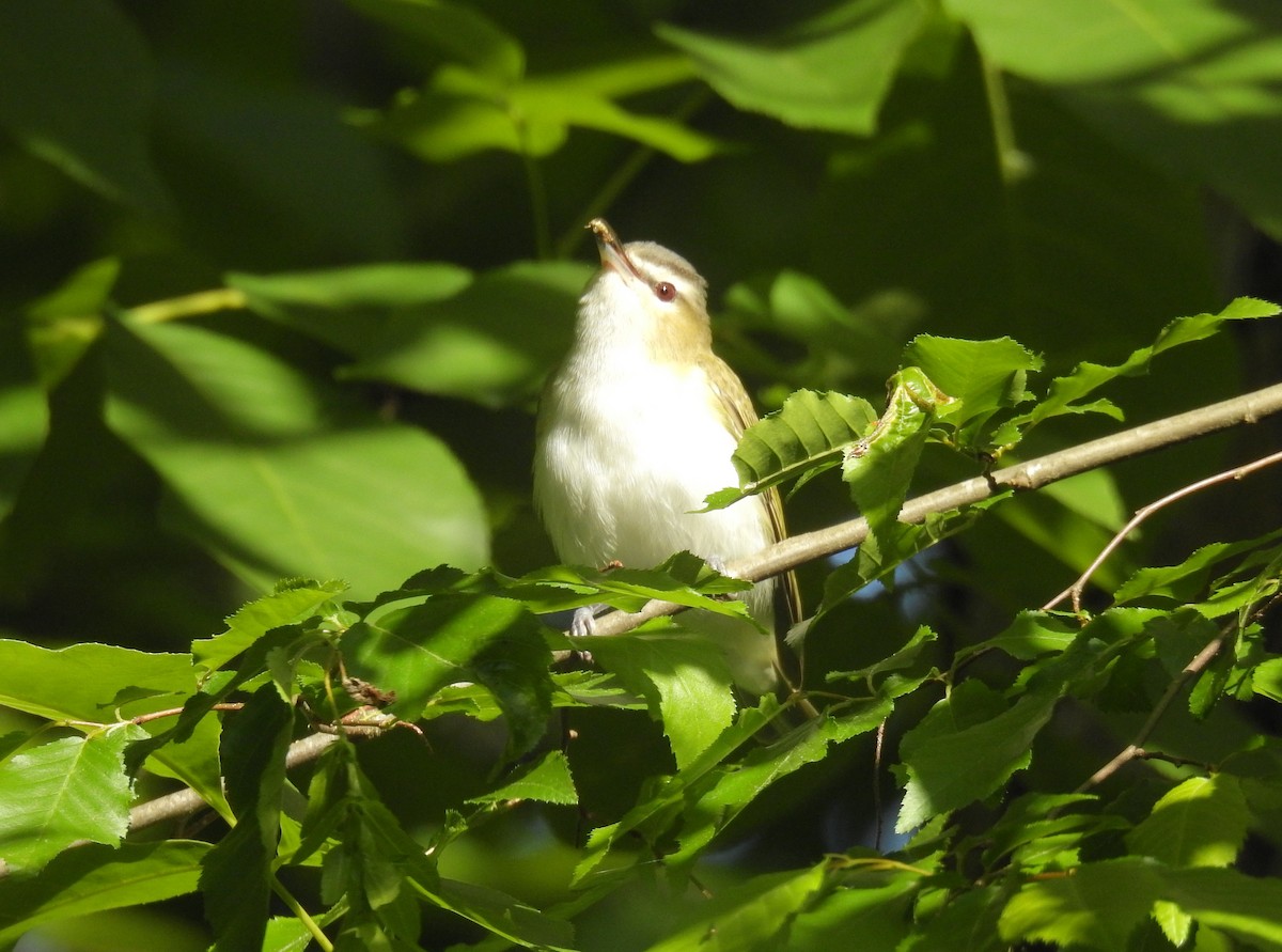 Red-eyed Vireo - Brian  S