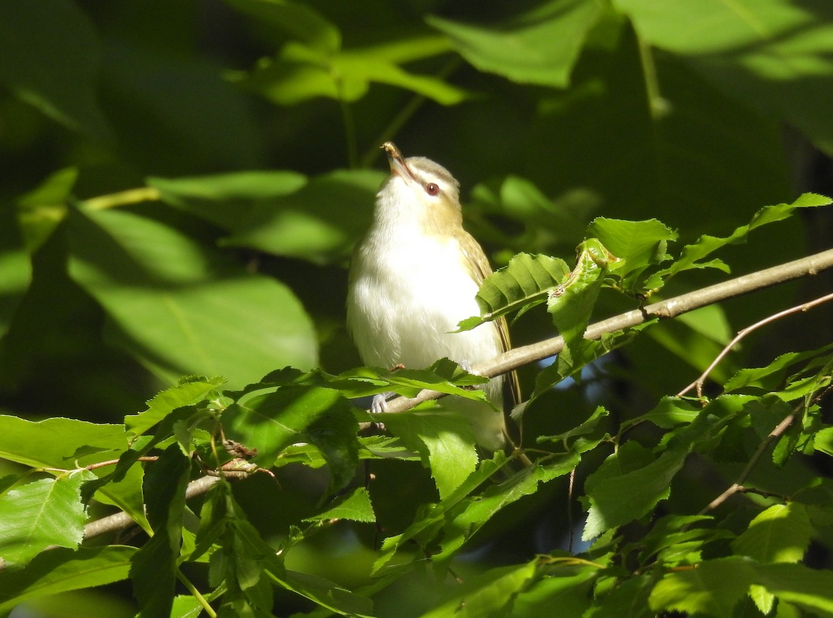 Kızıl Gözlü Vireo - ML228560301