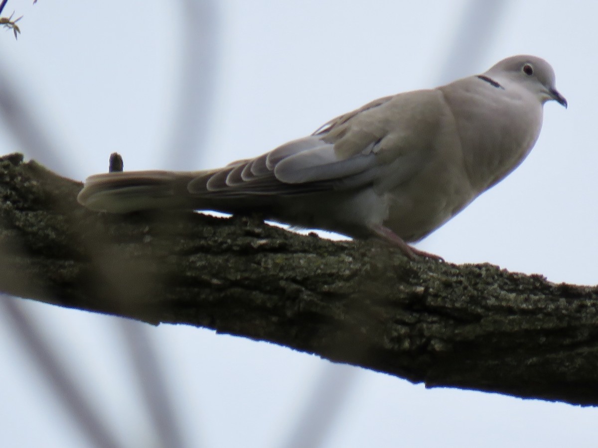 Eurasian Collared-Dove - ML228561101