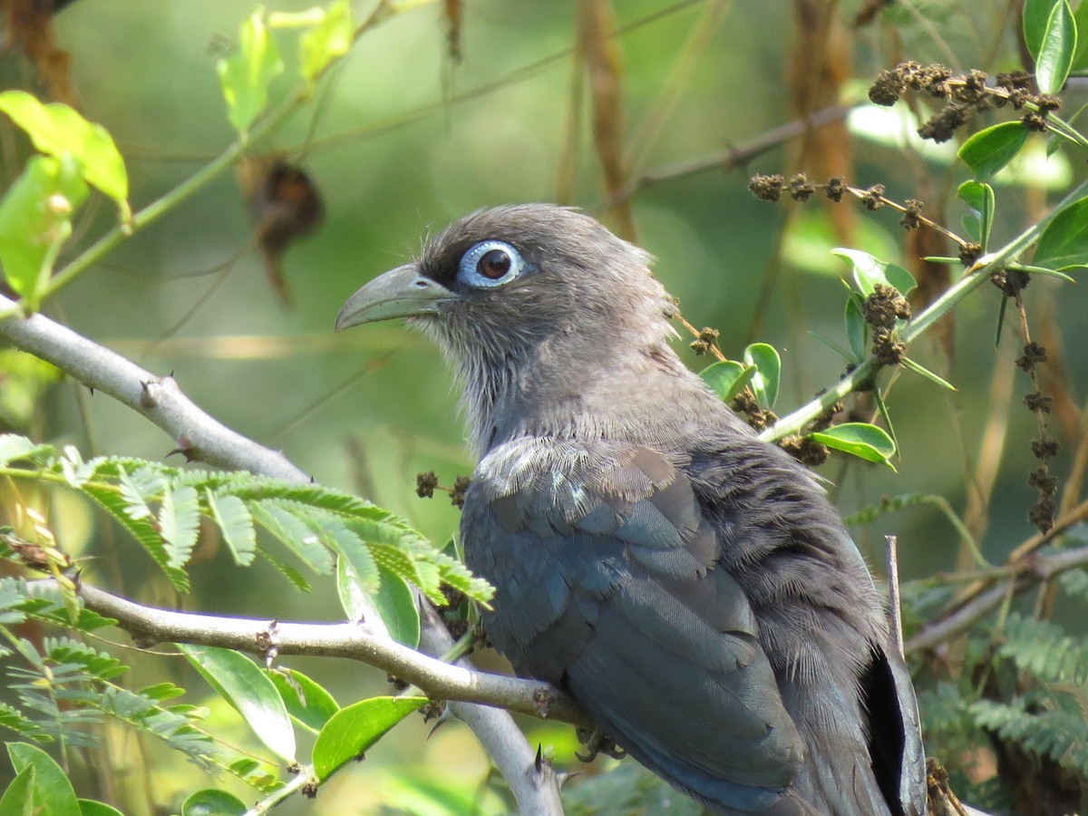 Blue-faced Malkoha - ML228561681