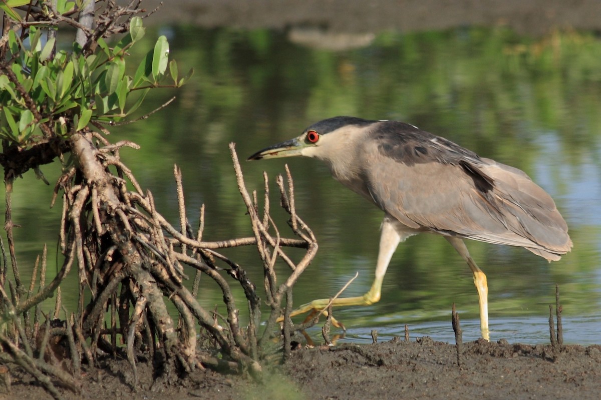 Black-crowned Night Heron - ML228562221