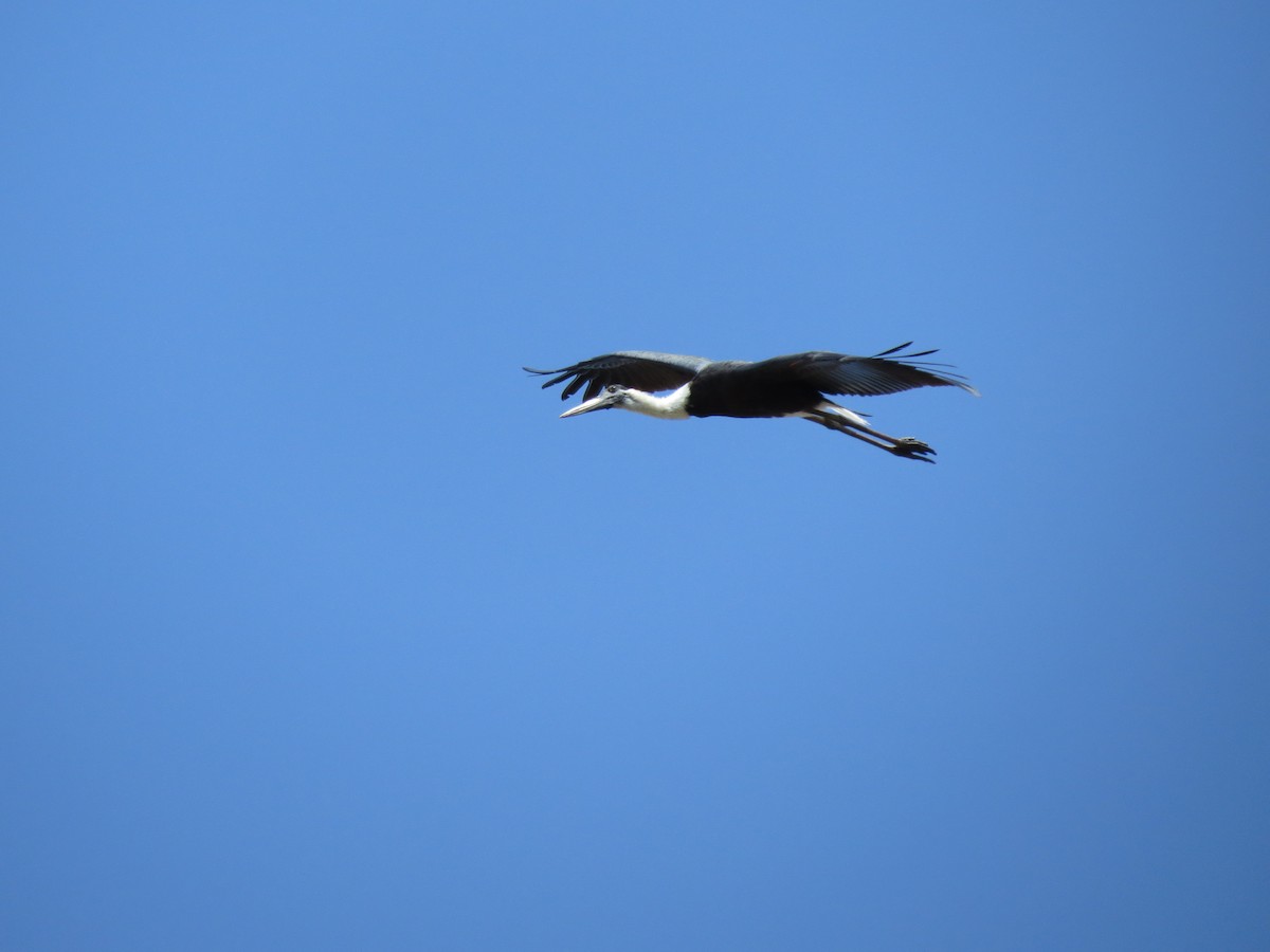 Asian Woolly-necked Stork - ML228562531