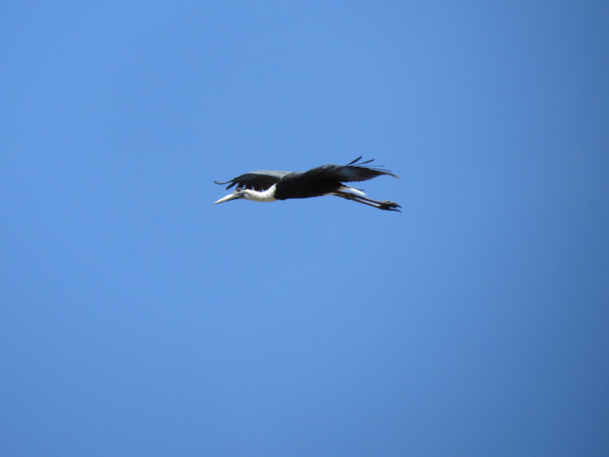 Asian Woolly-necked Stork - ML228562771