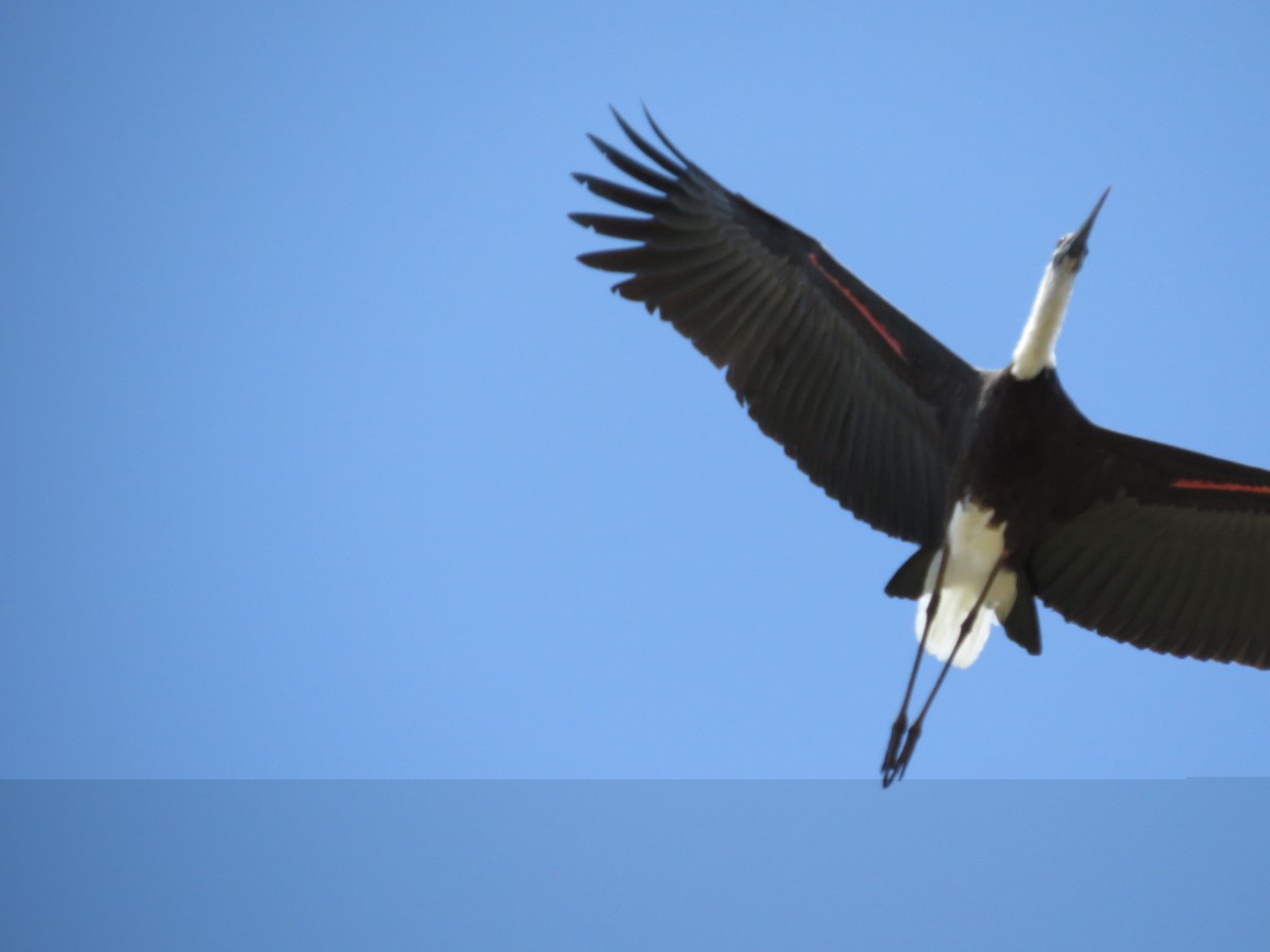 Asian Woolly-necked Stork - ML228562941