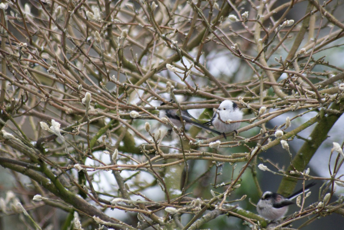 Long-tailed Tit (caudatus) - Daniel Branch