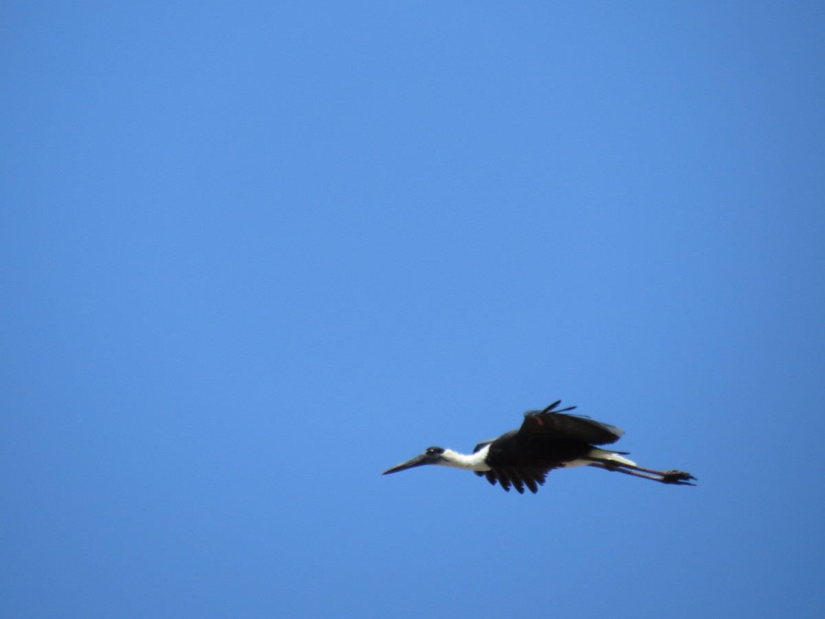 Asian Woolly-necked Stork - Krishnamoorthy Muthirulan