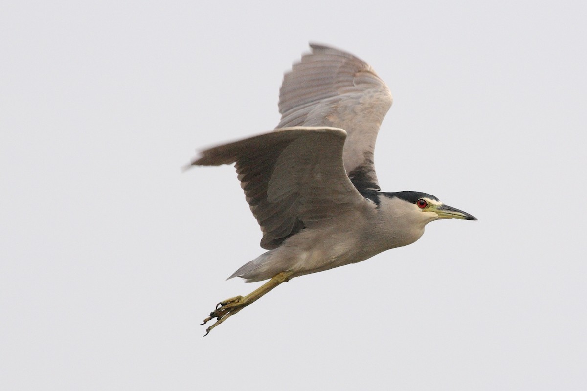 Black-crowned Night Heron - ML228563491