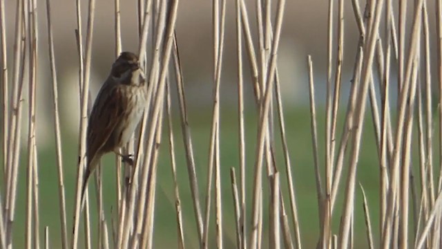 Reed Bunting - ML228564031