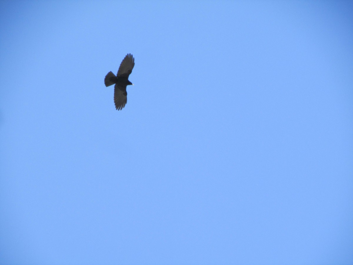 Yellow-billed Chough - ML228567061