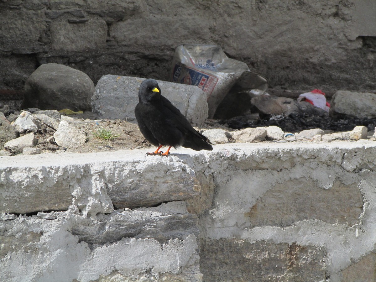 Yellow-billed Chough - ML228567081