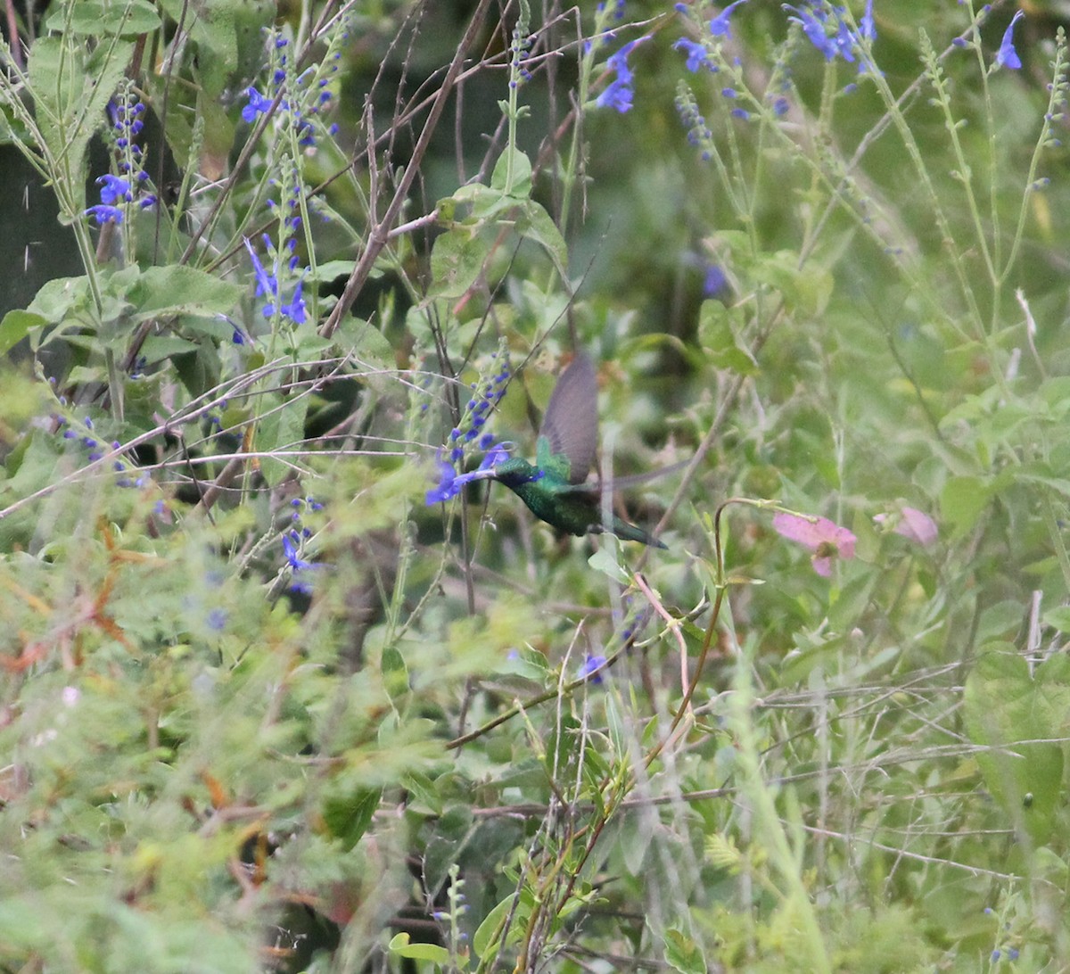 Sparkling Violetear - Jay Huila Balvin