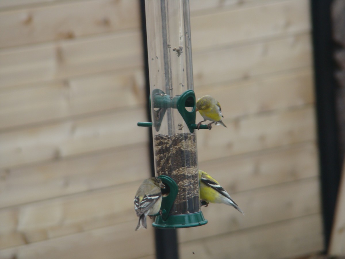 American Goldfinch - ML228568421