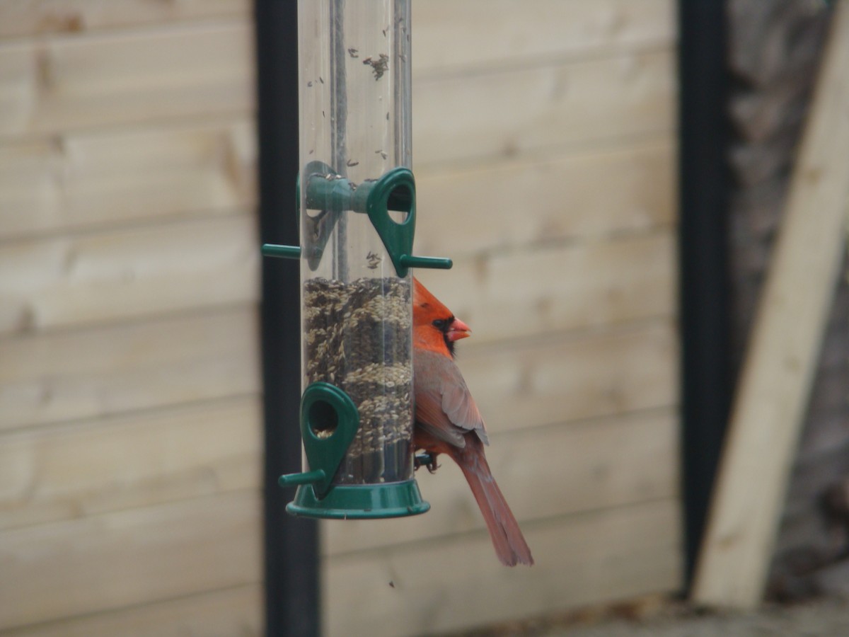 Northern Cardinal - ML228568501