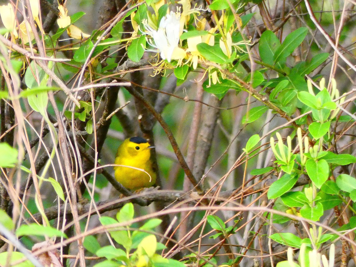 Wilson's Warbler - ML228568821