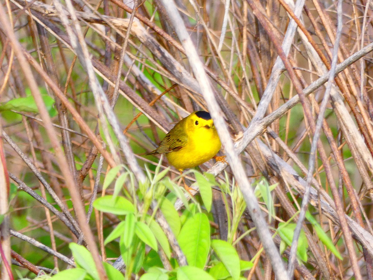 Wilson's Warbler - ML228568831