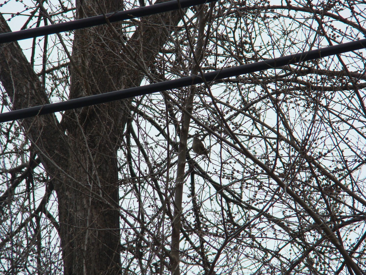Ruby-crowned Kinglet - ML228568881