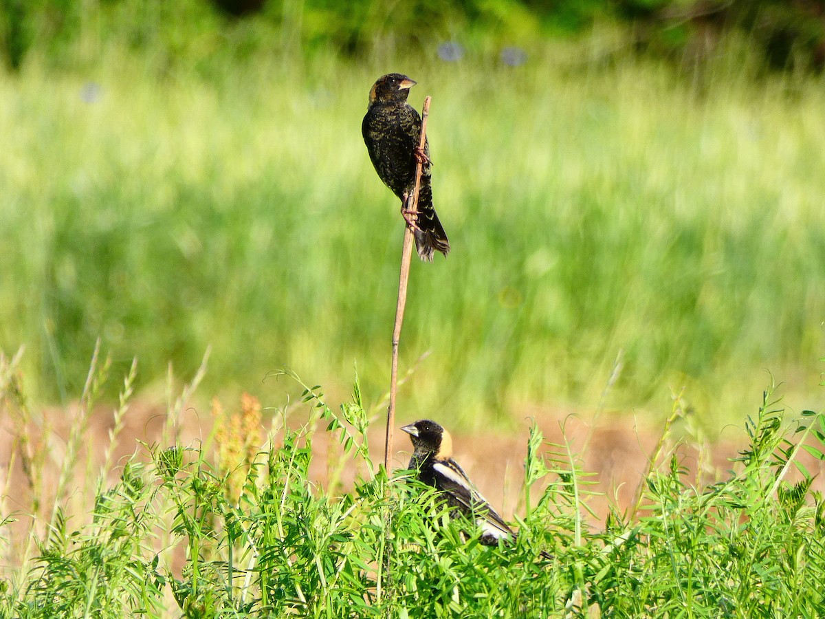 bobolink - ML228568991