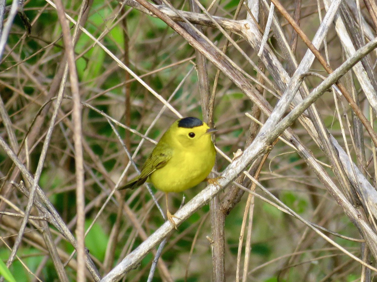 Wilson's Warbler - ML228569031