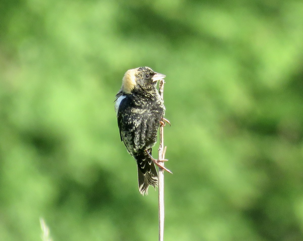 Bobolink - ML228569111