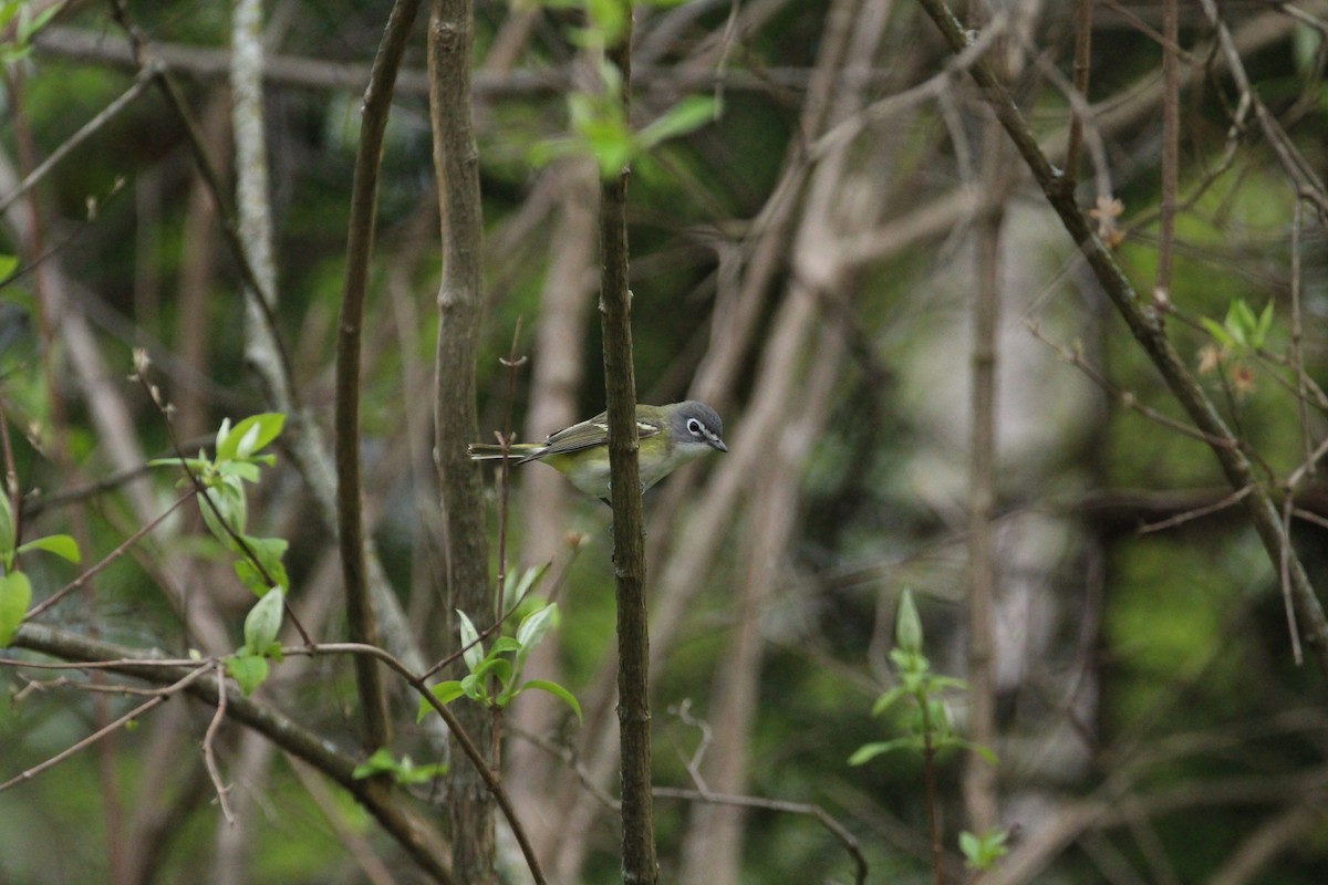 Blue-headed Vireo - Malcolm Kurtz