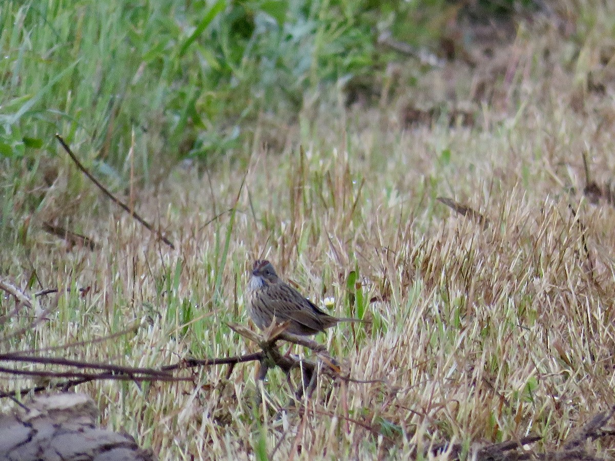 Lincoln's Sparrow - ML228569161