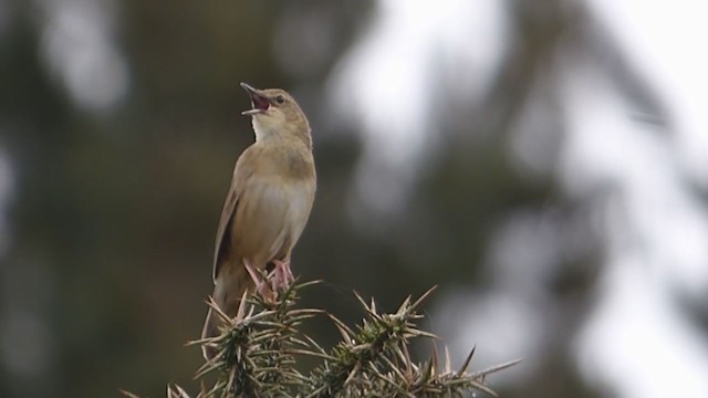 Common Grasshopper Warbler - ML228569171