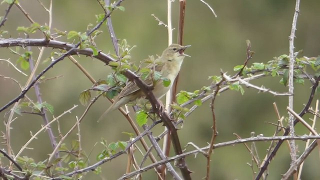 Common Grasshopper Warbler - ML228569191