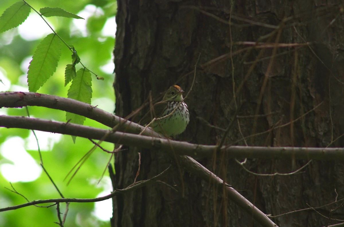 Ovenbird - ML228570751