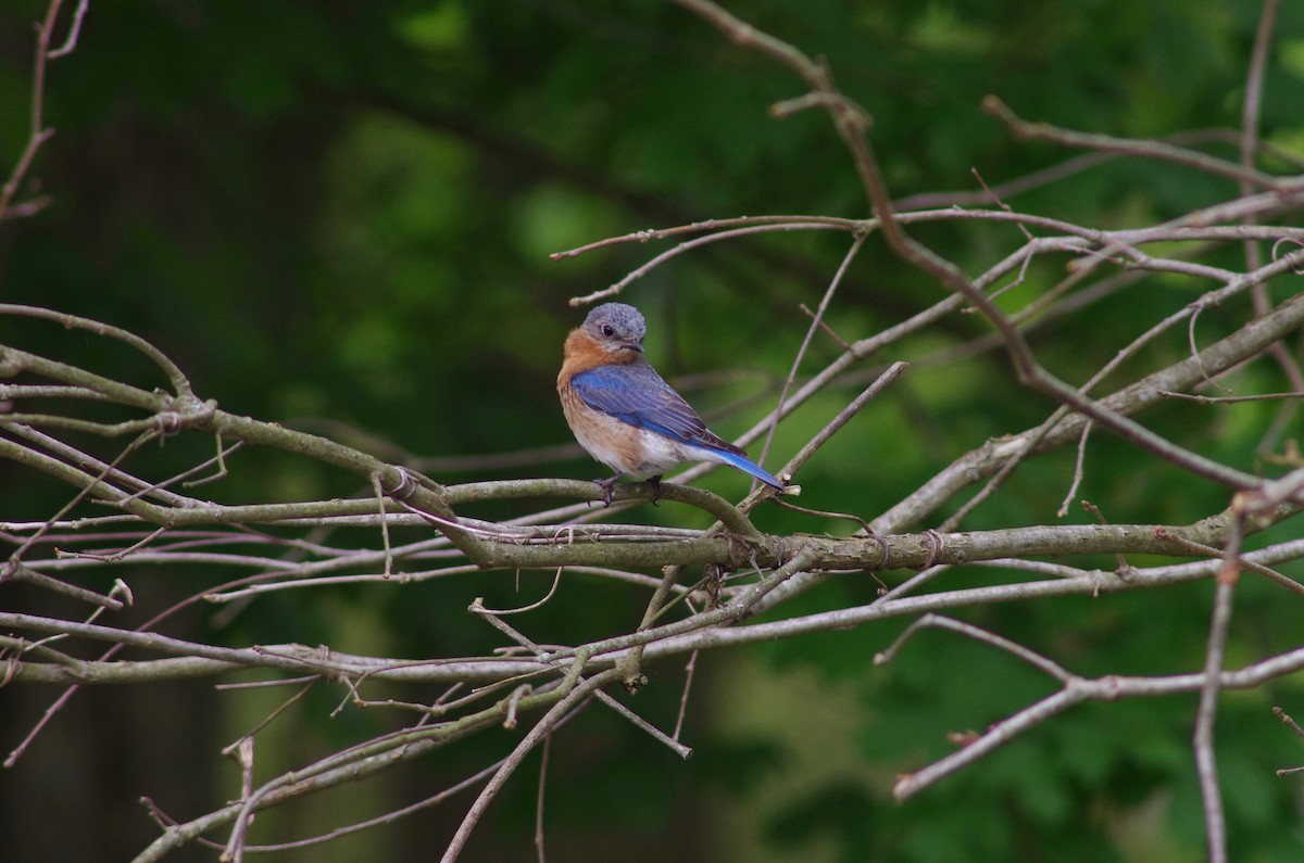 Eastern Bluebird - Kevin Durso