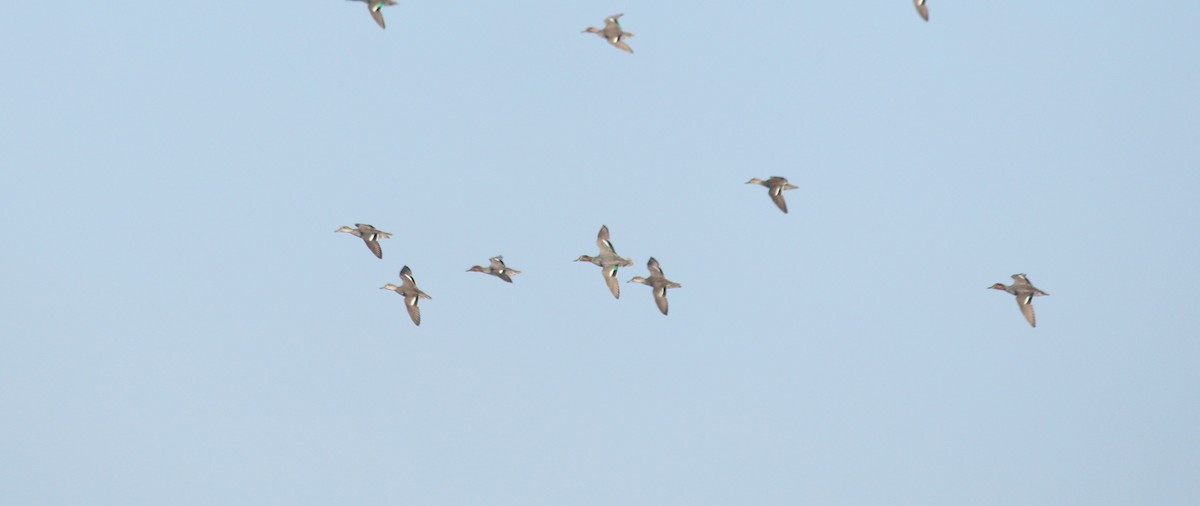 Green-winged Teal - Shanmugam Kalidass