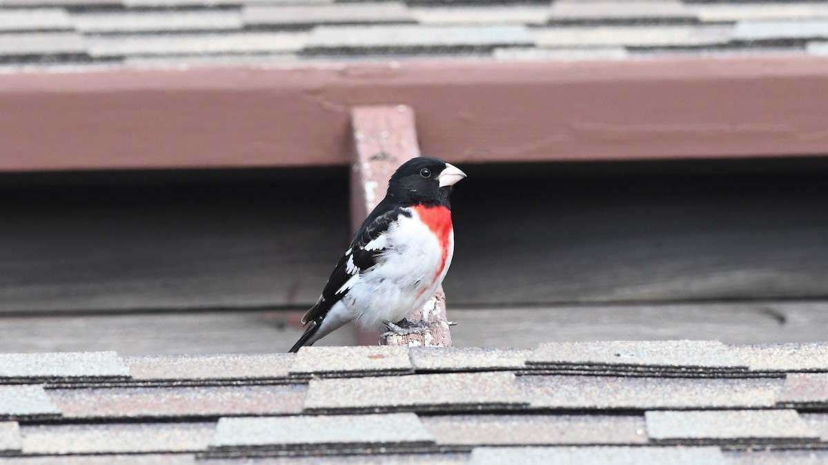 Rose-breasted Grosbeak - Mike Sylvia