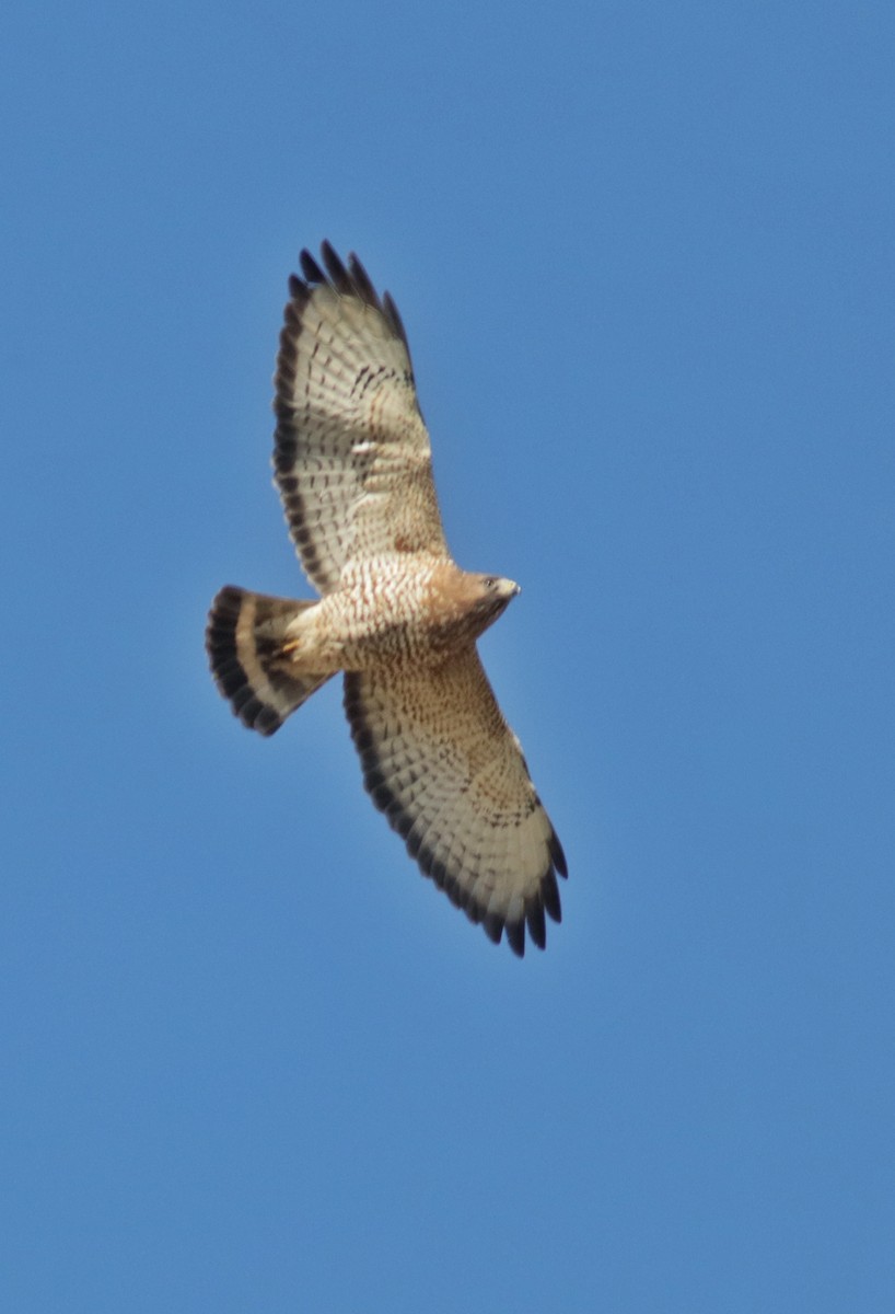 Broad-winged Hawk - Scott Ray