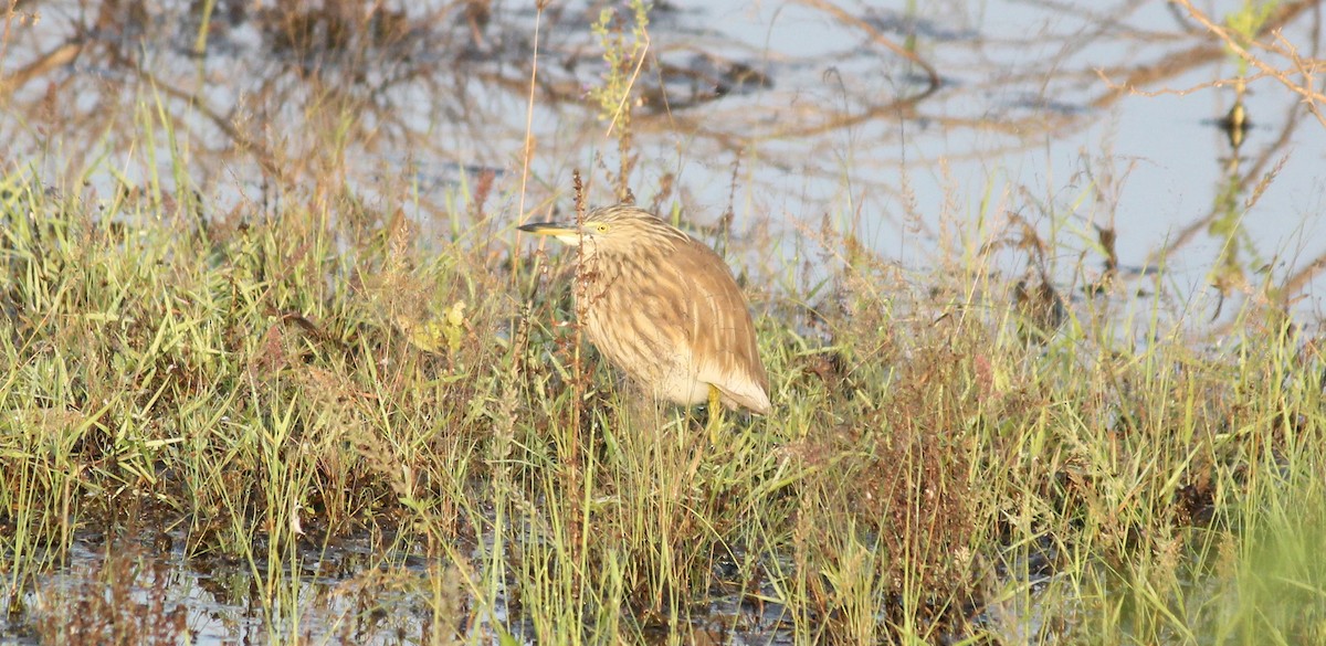 Indian Pond-Heron - Shanmugam Kalidass