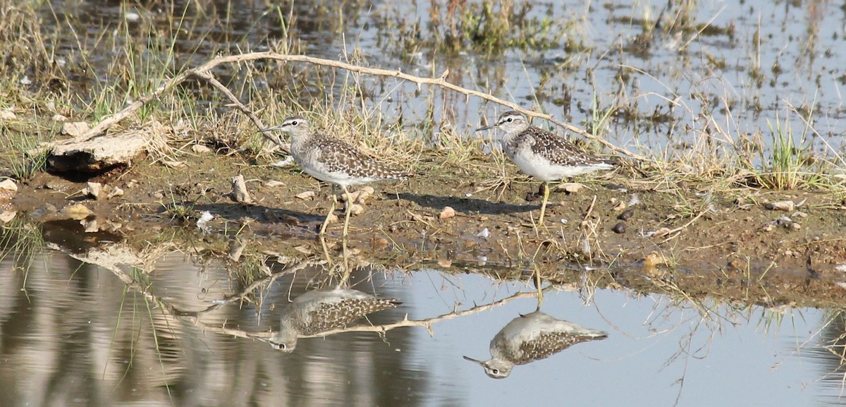 Wood Sandpiper - Shanmugam Kalidass