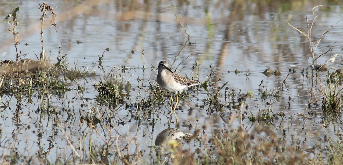 Wood Sandpiper - Shanmugam Kalidass